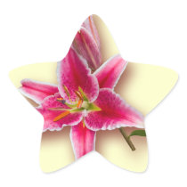 Pink Stargazer Lily and Bud