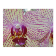 Pink Striped Orchids Postcards