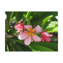 Pink Summer Blooms postcards