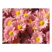 Pink Summer Daisies Art Photo