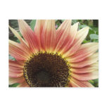 Pink Sunflower 51 ~ postcard