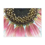 Pink Sunflower Postcard