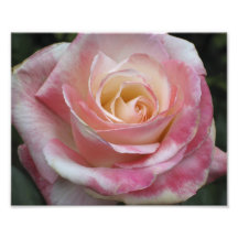 Pink Sweetheart Rose Photographic Print