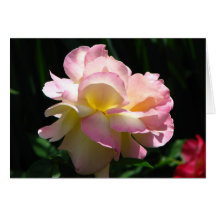 Pink Tea Rose Greeting Card