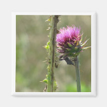 Pink Thistle  Magnet