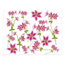 Pink Tiger Lilies Postcard