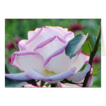 Pink Tinged Tea Rose Greeting Card