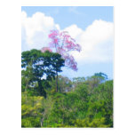 Pink Tree Postcard