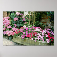 Pink Trough Planted With Busy Lizzies flowers Posters