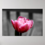 Pink Tulip Black and white poster or print