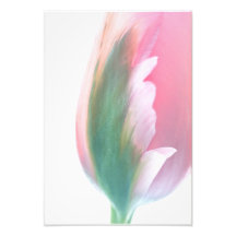 Pink Tulip by melissaAnne Colors Photographic Print