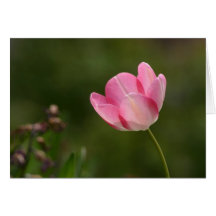 Pink tulip cards