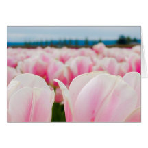 Pink Tulip Field Greeting Cards