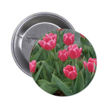 Pink tulip flowers