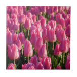 Pink Tulip Flowers Tile