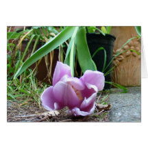 PINK TULIP MOTHER'S DAY CARD