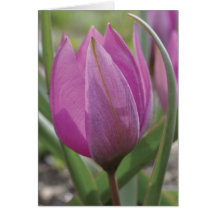 Pink tulip Mother's Day card