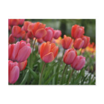 Pink Tulip Postcard