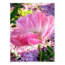 Pink tulip - Postcard