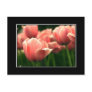 Pink Tulip Postcard! (with border)