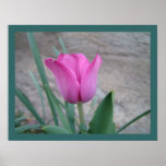 Pink Tulip Print