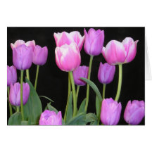 Pink Tulips Card