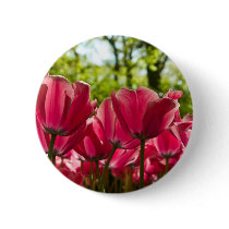 Pink Tulips DSC0847