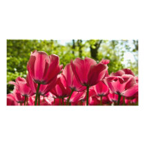 Pink Tulips DSC0847