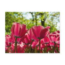 Pink Tulips DSC0847