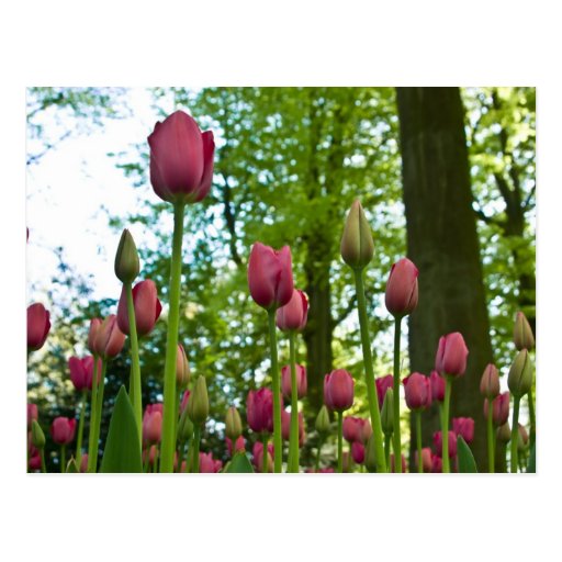 Pink Tulips DSC0867 Post Cards
