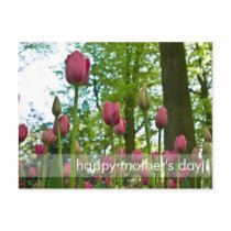 Pink Tulips DSC0867