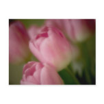 Pink Tulips • Postcard