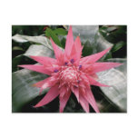 Pink Variegated Bromeliad