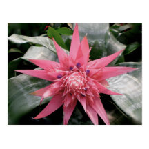 Pink Variegated Bromeliad Post Cards