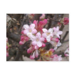 Pink Viburnum Blossom Postcard