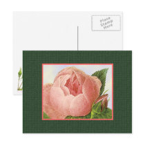Pink Vintage Rose Blank Art Postcard