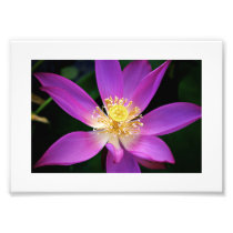 Pink Water Lilly Photo