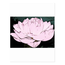 pink water lilly post card