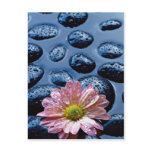 Pink water lily against blue stones postcard