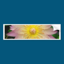 Pink Water Lily bumper stickers