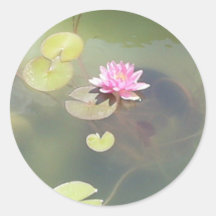 Pink Water Lily & Lily Pads Stickers