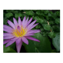 Pink Water Lily Postcards