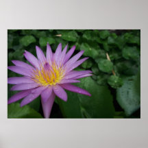 Pink Water Lily Print