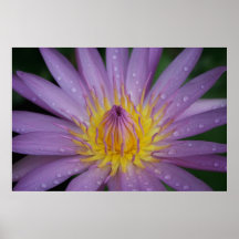 Pink Water Lily Print