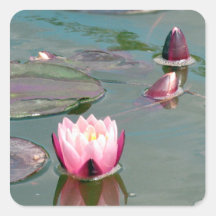 Pink water lily stickers