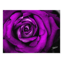 Pink Watercolor Rose Print by Jeff Pierson Photograph