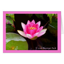 Pink Waterlily 4 Cards