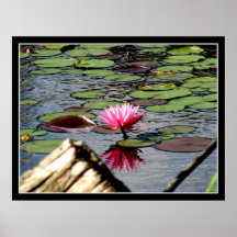 " Pink Waterlily at Reinstein Woods " Print