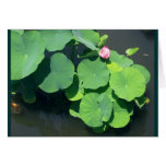 Pink Waterlily Cards