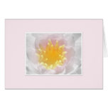 Pink Waterlily Greeting Card